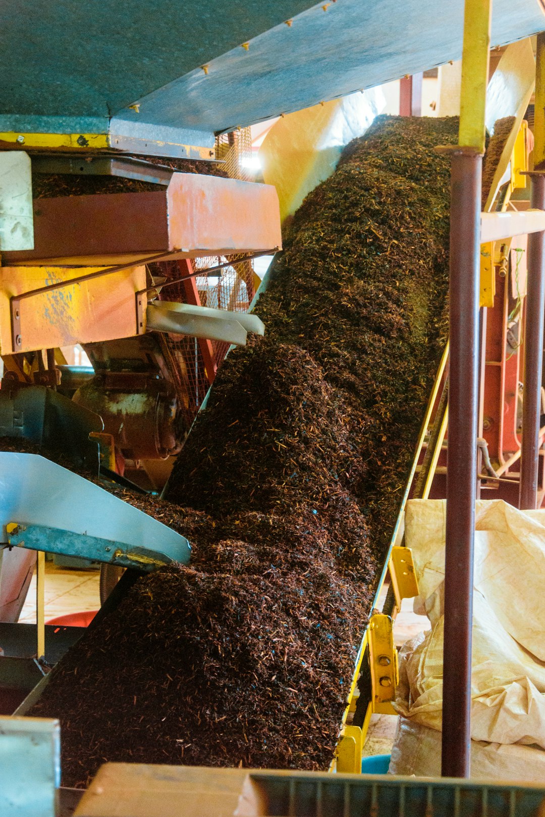 A conveyor belt full of tea leaves at the BOH tea plantation in the Cameron Highlands, Malaysia