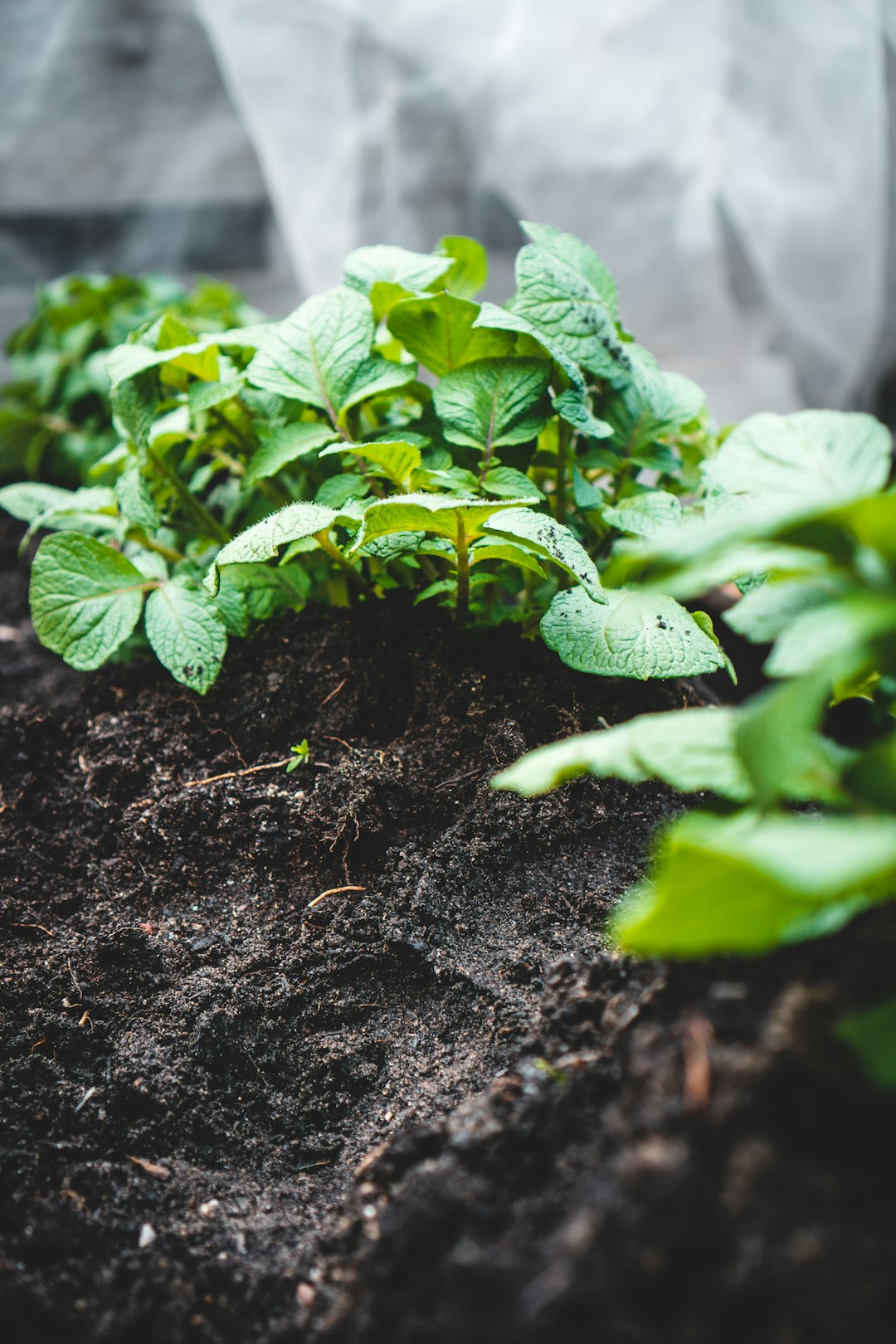 green-plant-on-brown-soil-seauokajqj0